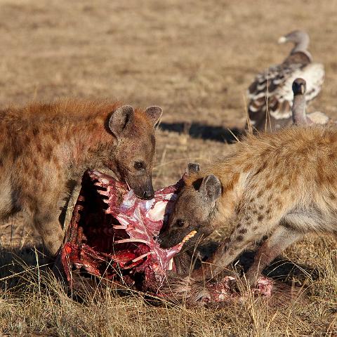 075 Tanzania, N-Serengeti, hyena's.jpg